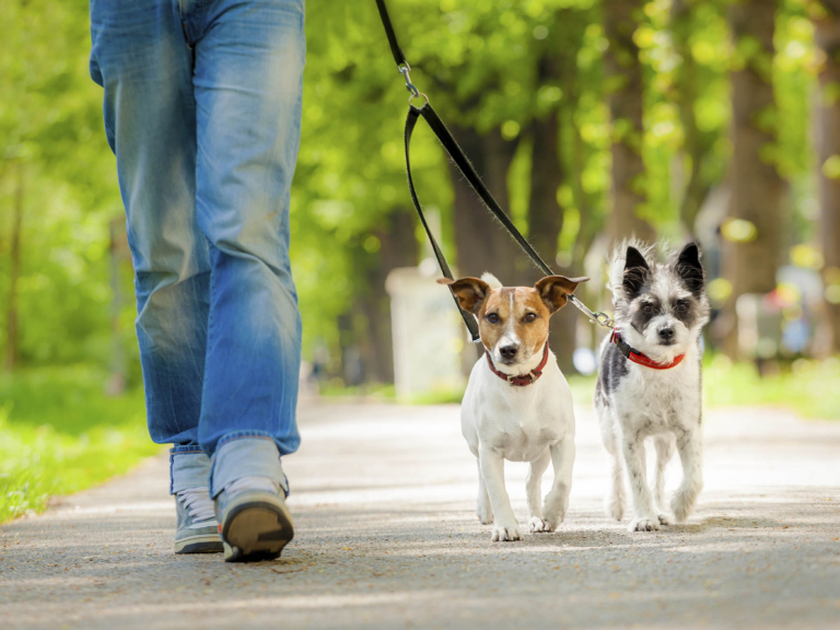 dogs going for a walk